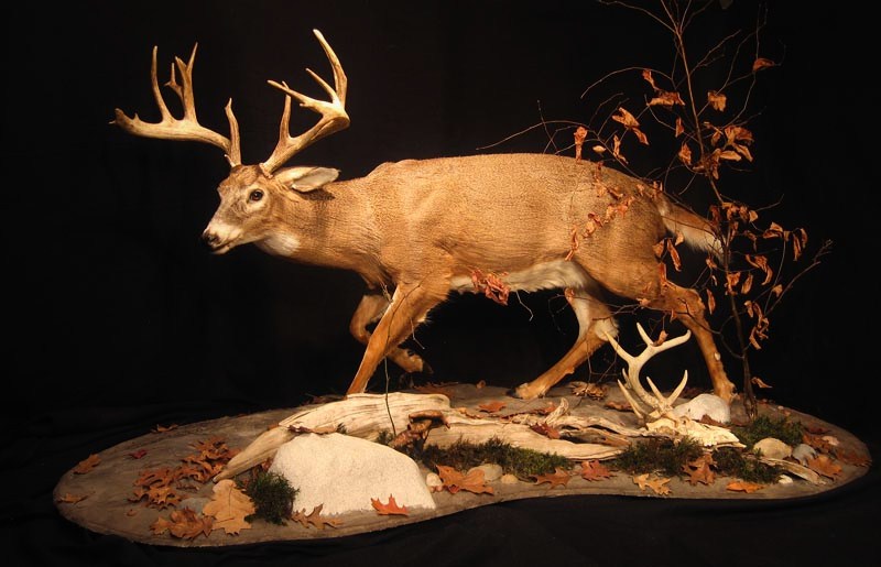 whitetail deer mounts