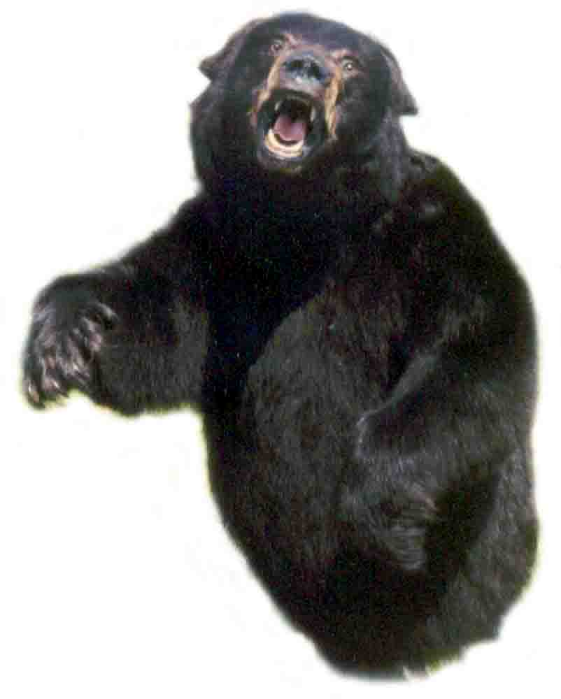 600 lb., 3/4 mount black bear