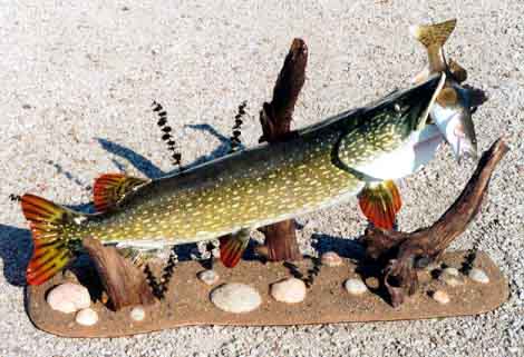 replica pike with skin mounted walleye